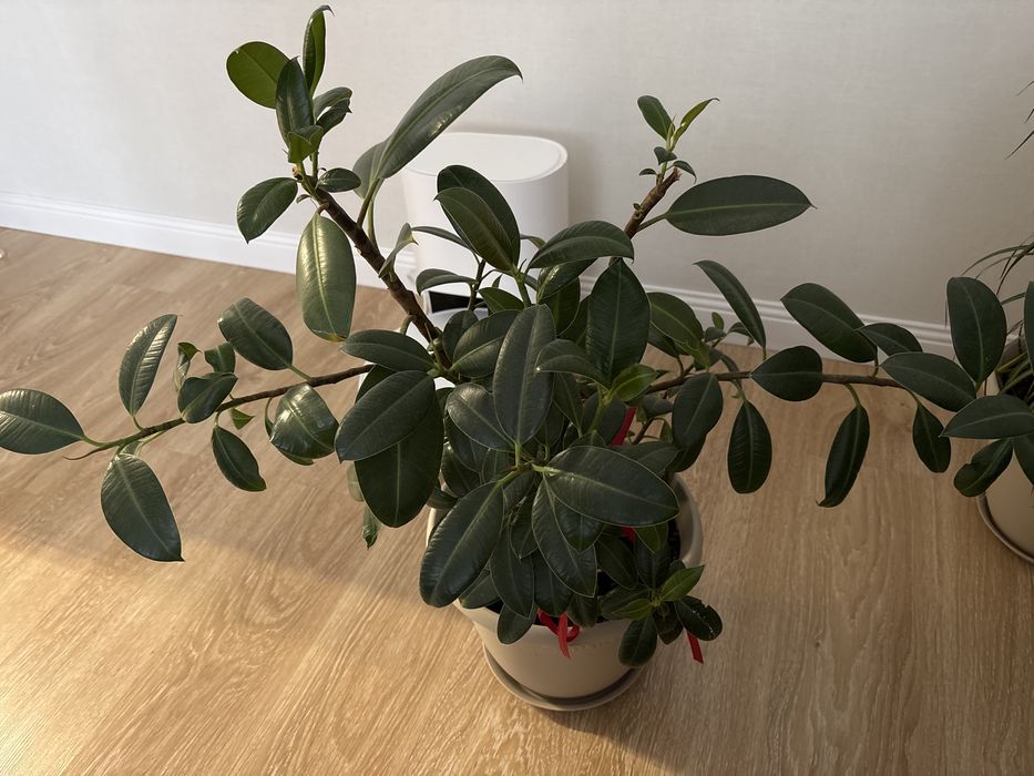 Продам комнатный фикус