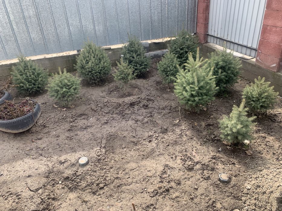 Живые ёлки для сада