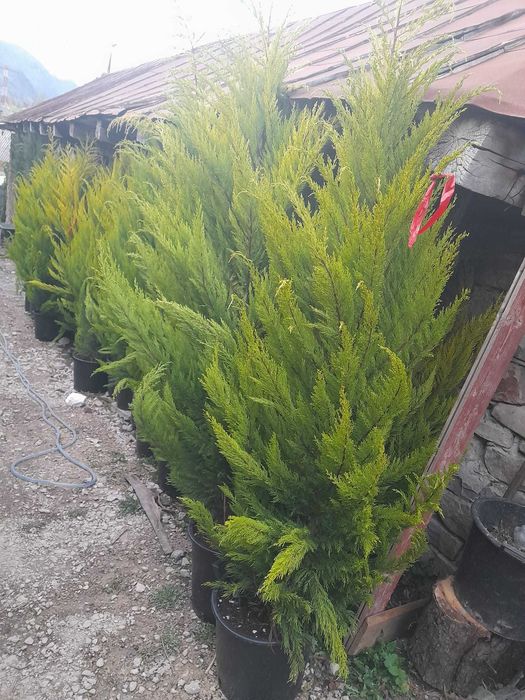 Plante ornamentale deosebite ce atrag atenția tuturor