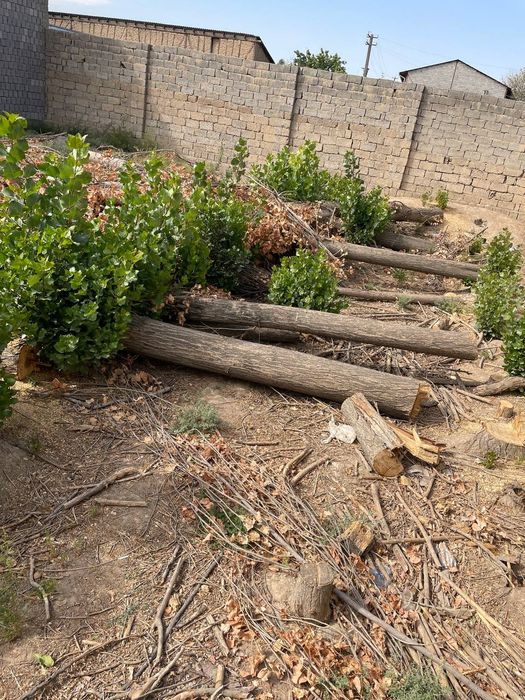 30 дона Терак сотилади