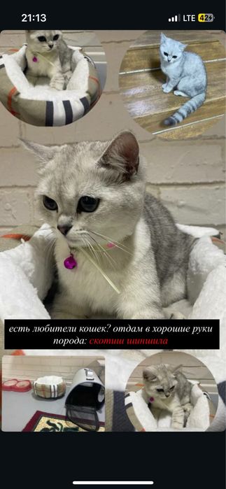Скотиш шиншила кошка 9 месячная