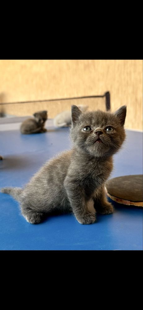Скоттиш страйт котенок мальчик