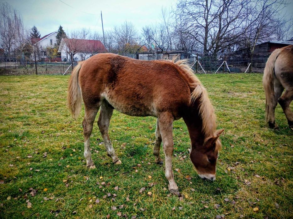 Mânz Hedijin 7 luni