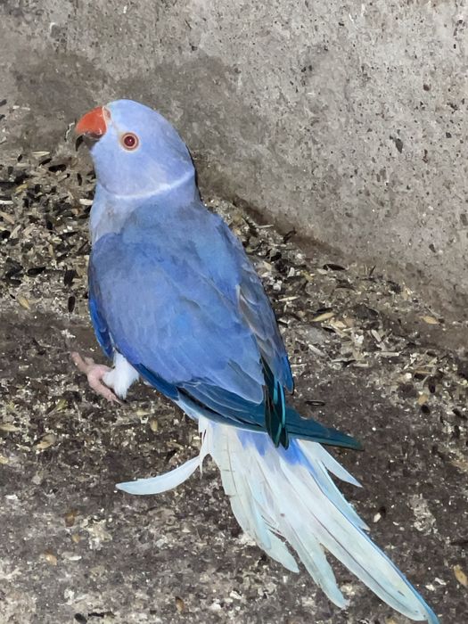 Papagali Micul Alexander Paun 2 ani