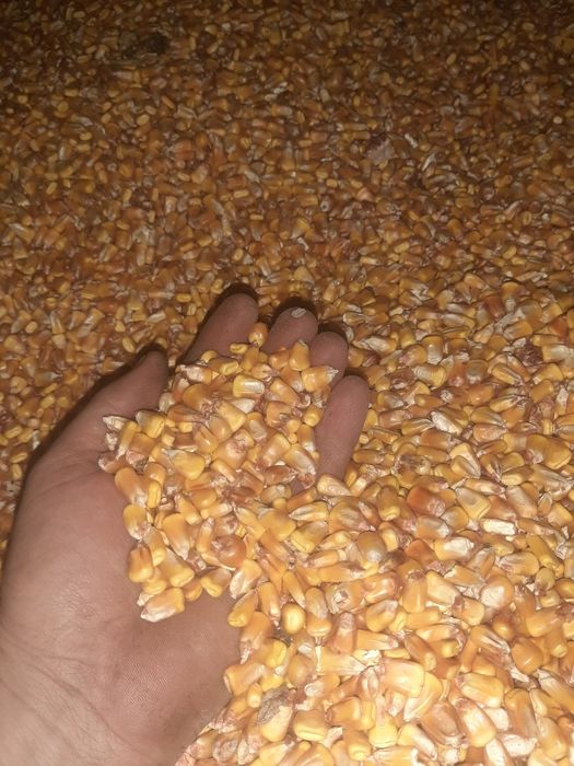 Porumb boate uscat productie 2025