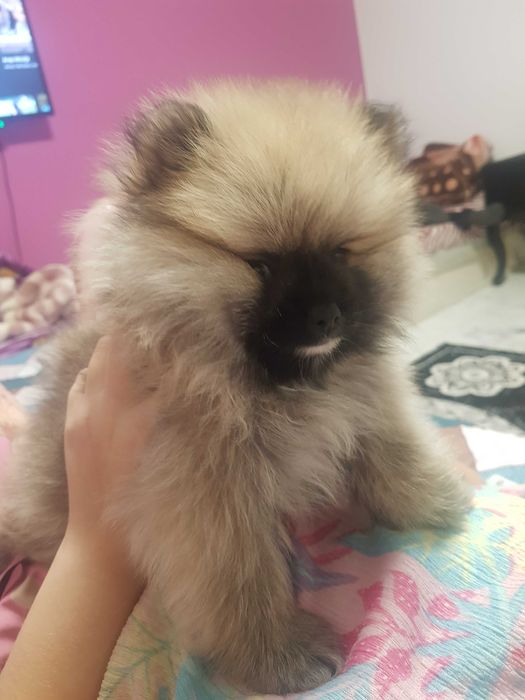 Померан момче и момиче