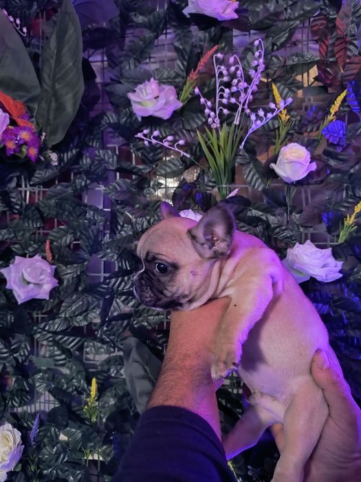 Френски булдог french bulldog