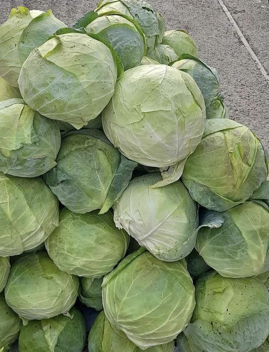 De  vânzare  Varza de Buzău 2.3 lei  kg cu frunza subțire (cea mai bun