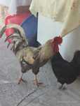 Jardari va urshqoq xo‘roz  sotiladi urshqoq yaxshi xo‘roz