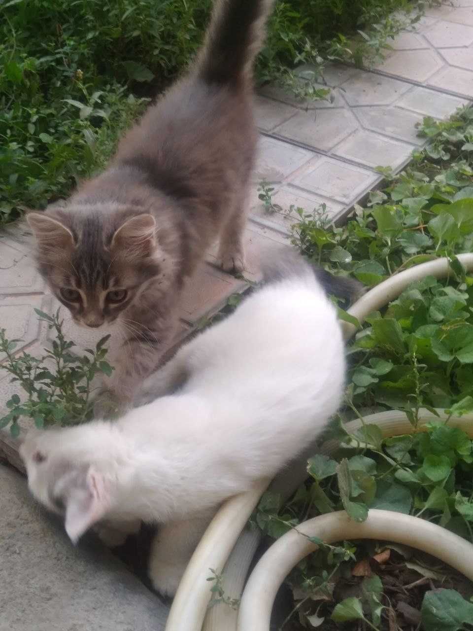 Отдам домашних, милых котята в добрые руки