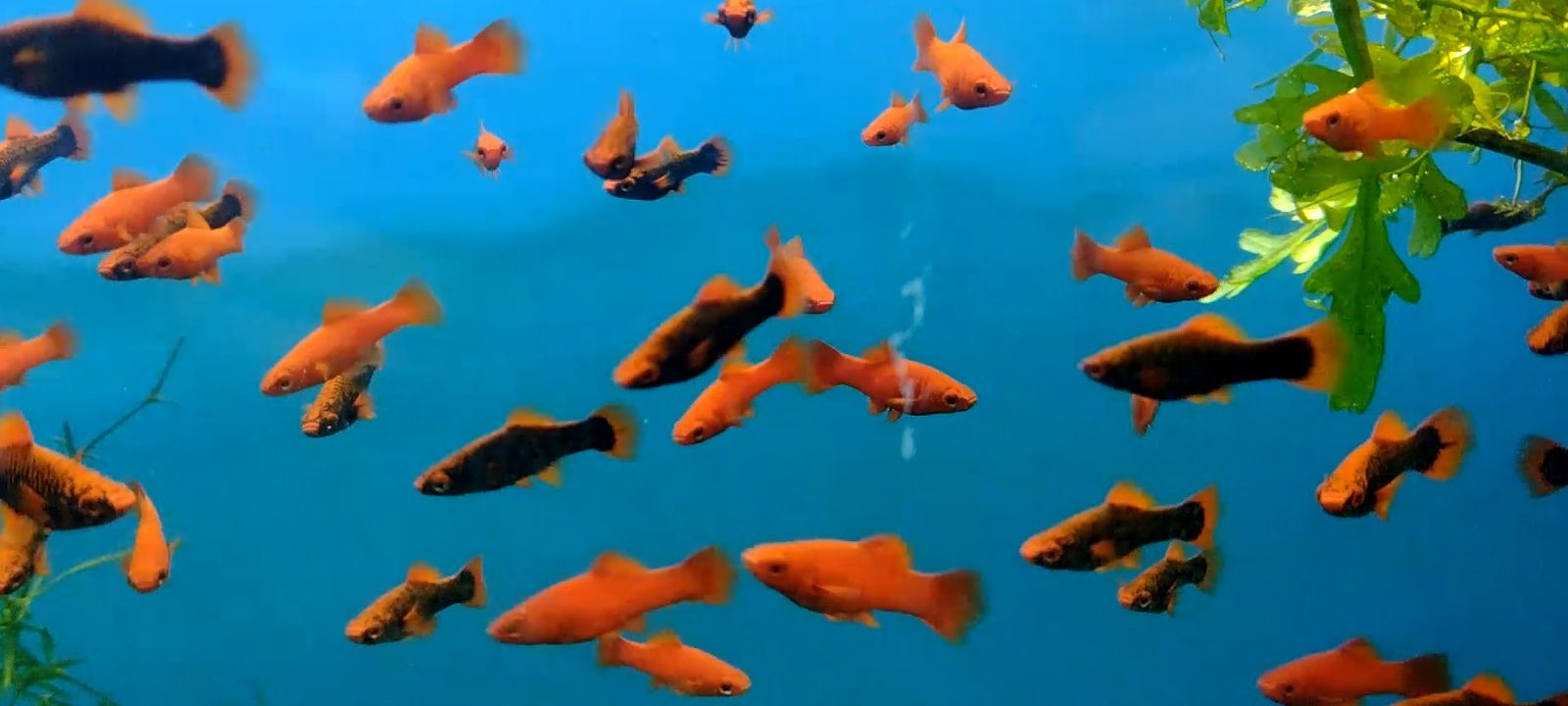 Pești acvariu xipho alpha & ruby red