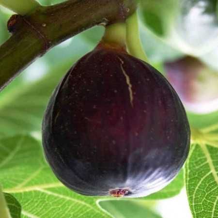 Butasi Smochini Soiul Turca  Si Alte Soiuri In Comentariu