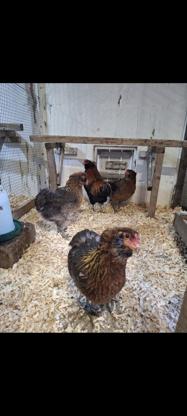Familie araucana 2024