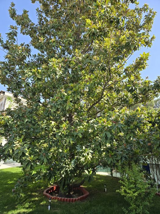 Семена Магнолия грандифлора magnolia grandiflora