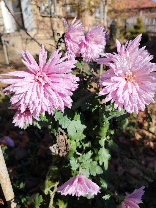 Ирис бял и жълт, хемерокалис,хризантеми