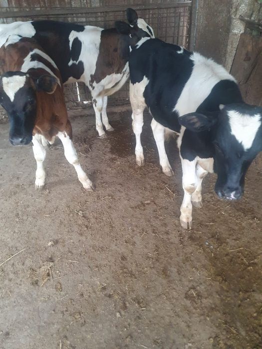 vitei sugari si intarcati ptr crescut