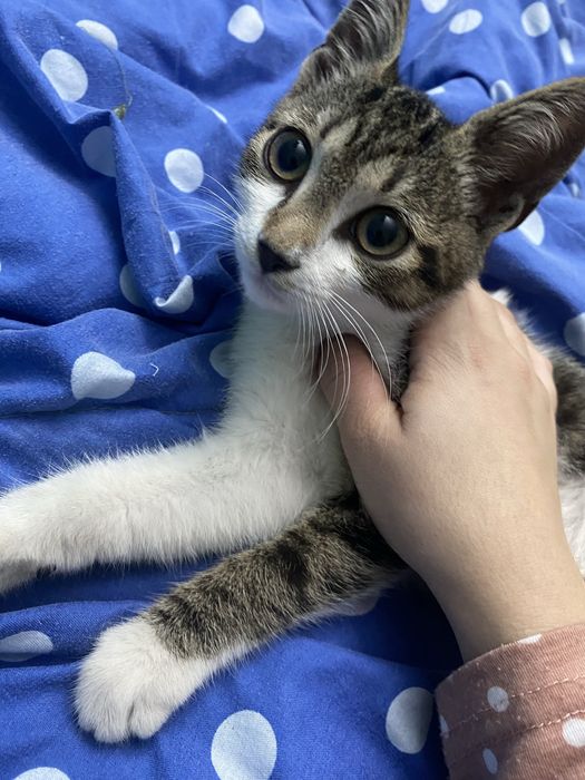 Dau in adoptie pui de pisica-urgent!!