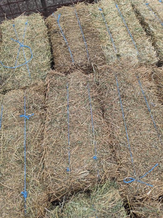 Vând baloți de lucernă