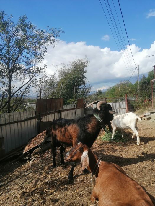 Țap de vânzare rasă mixtă Angolonubian cu alpin francez