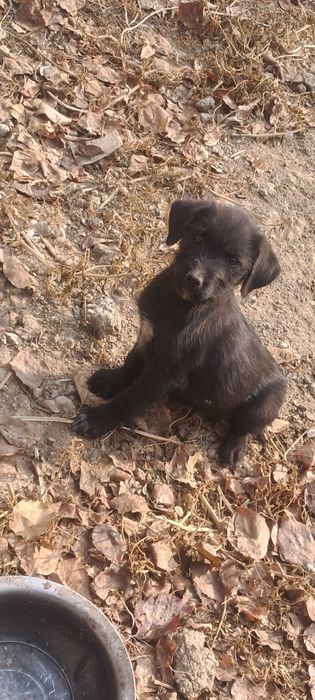 Лабродор смешаный