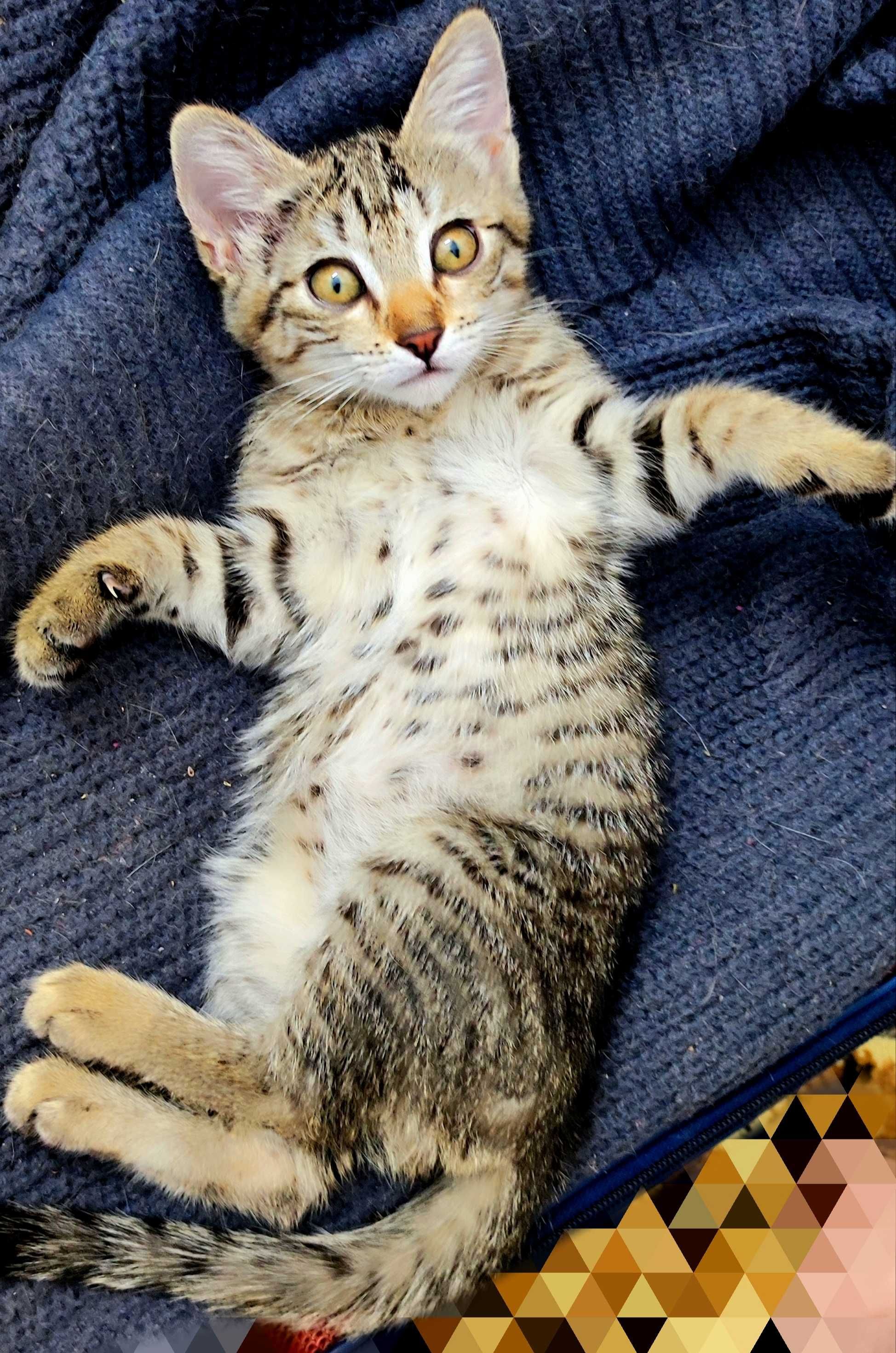 Котенок, девочка, 2 месяца