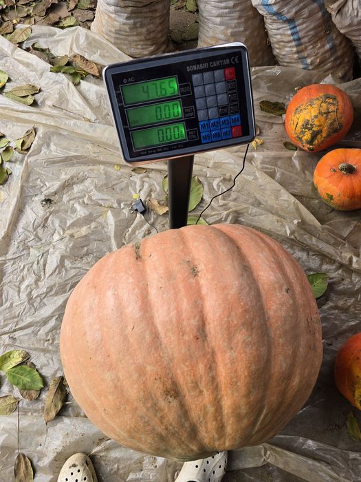 Vand Dovleci de copt sau de animale