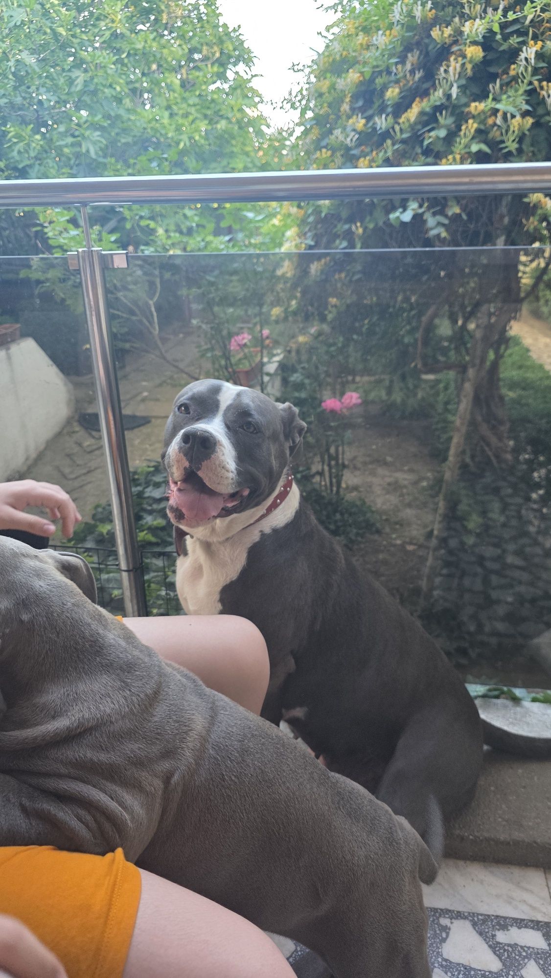 Cățelușă American Bully XL Blue tigrat (brindle blue)