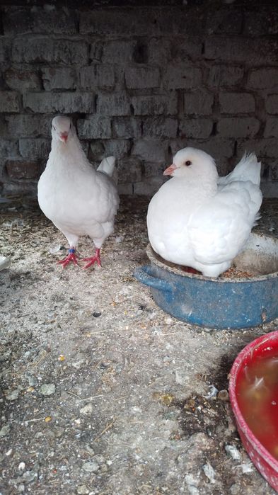 Vand/ schimb cu păsări de curte sau cereale