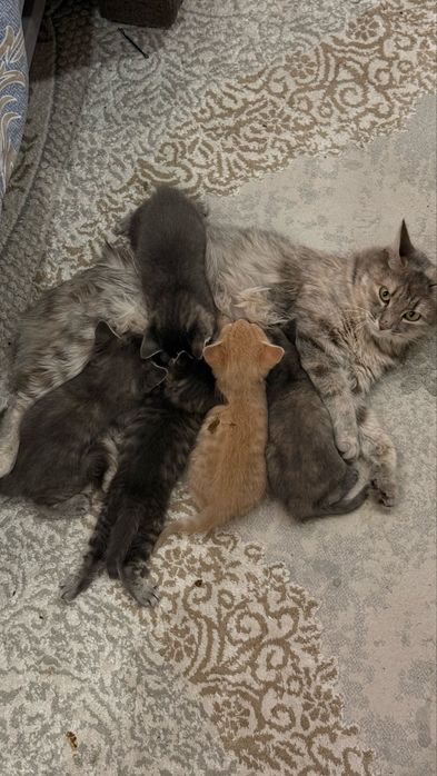 Котята | висельники | кошка | отдам даром