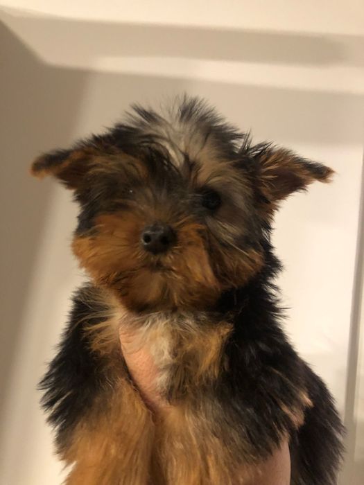 Cățelușa Yorkshire terrieri 12 saptamani