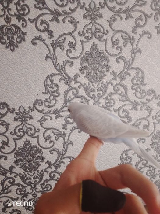 Sotiladi boʻlar 2 oylik