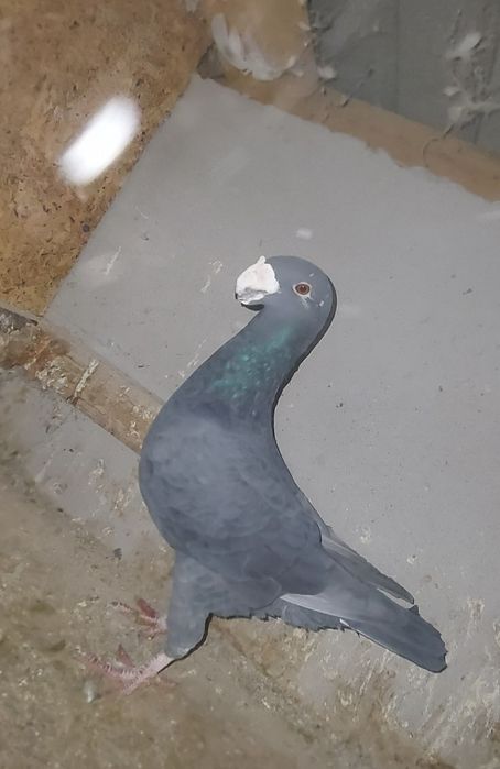Porunbei voiajori germani
