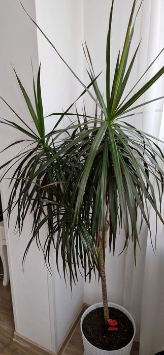 Planta exotica de apartament DRACENA