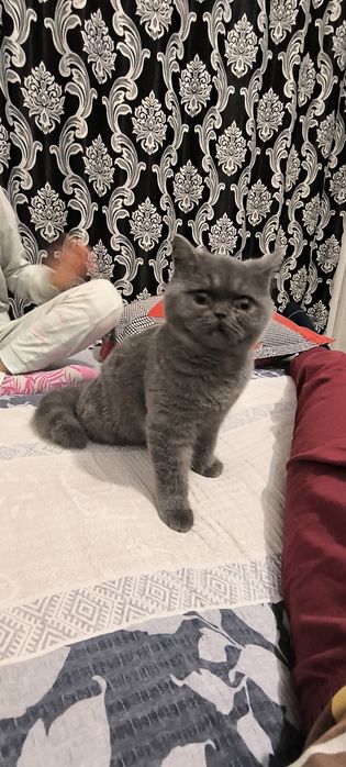 Pisica british shorthair