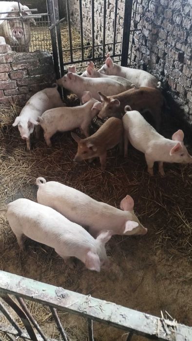 Продавам прасенца