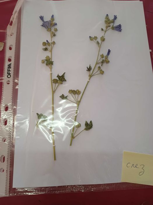 Хербарии (за  ученици и студенти)