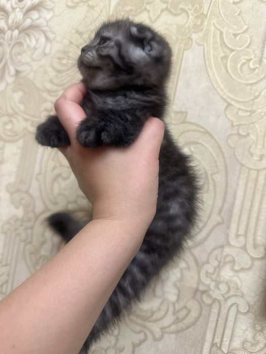 Умные ласковие котята