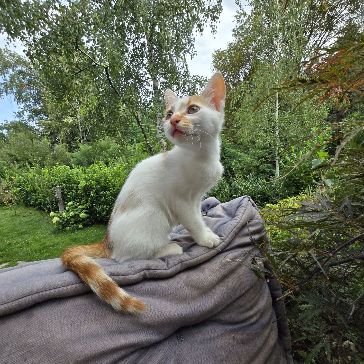 Коте на 3м. търси дом