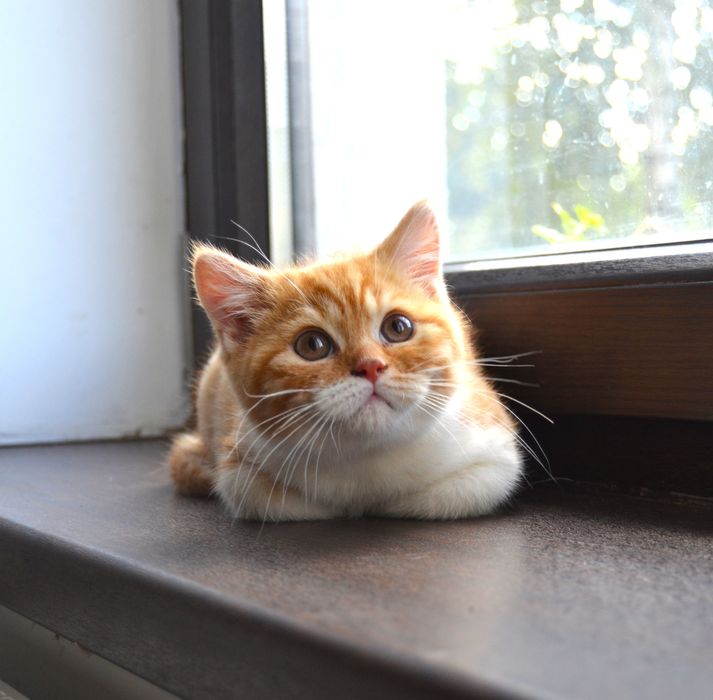 Pisicuț British Shorthair
