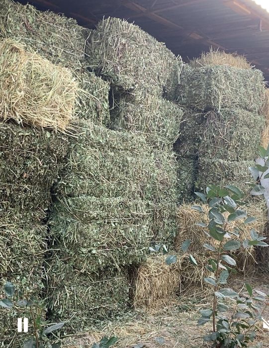 Беда, Сомон, Пичан, Ер ёнгок, Мош пресс,Янток,