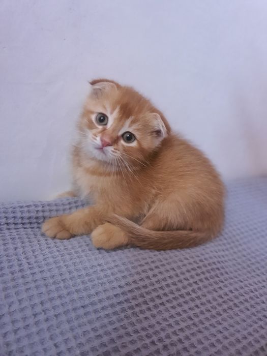 Скотиш фолд и страйд
