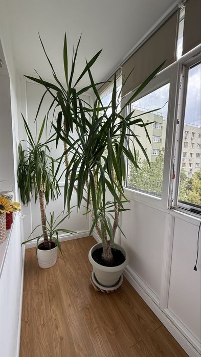 Vand floare yucca