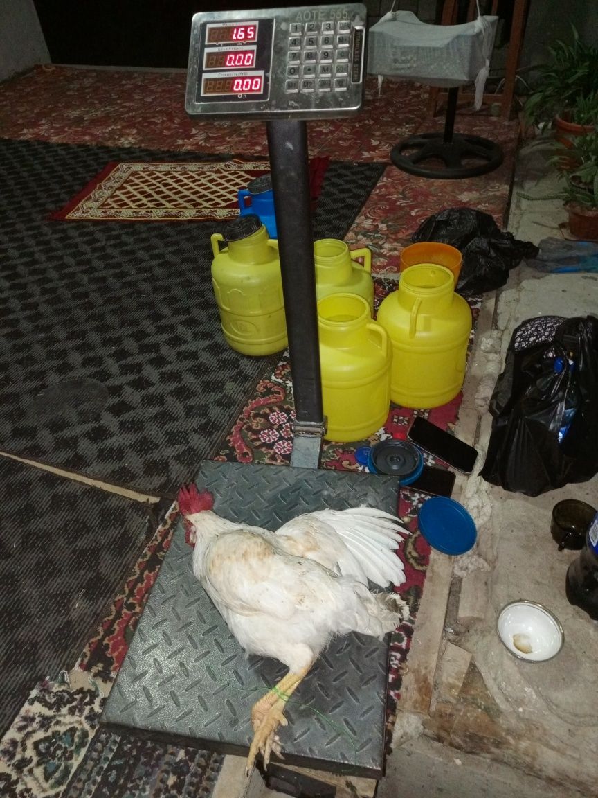 Продам петушки,  жўжа хўрозлар сотилади.