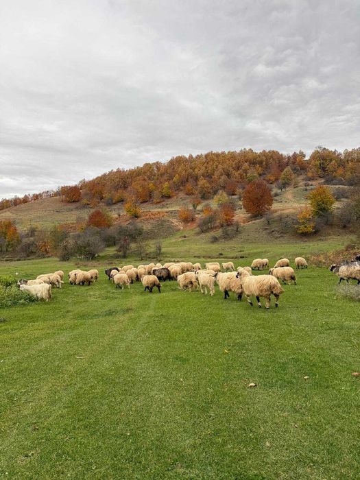 Oi frumoase de ținut