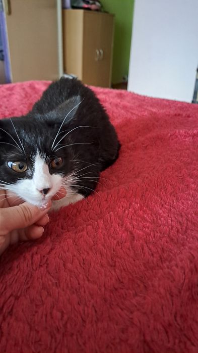 Подарявам коте на 2 месеца женско