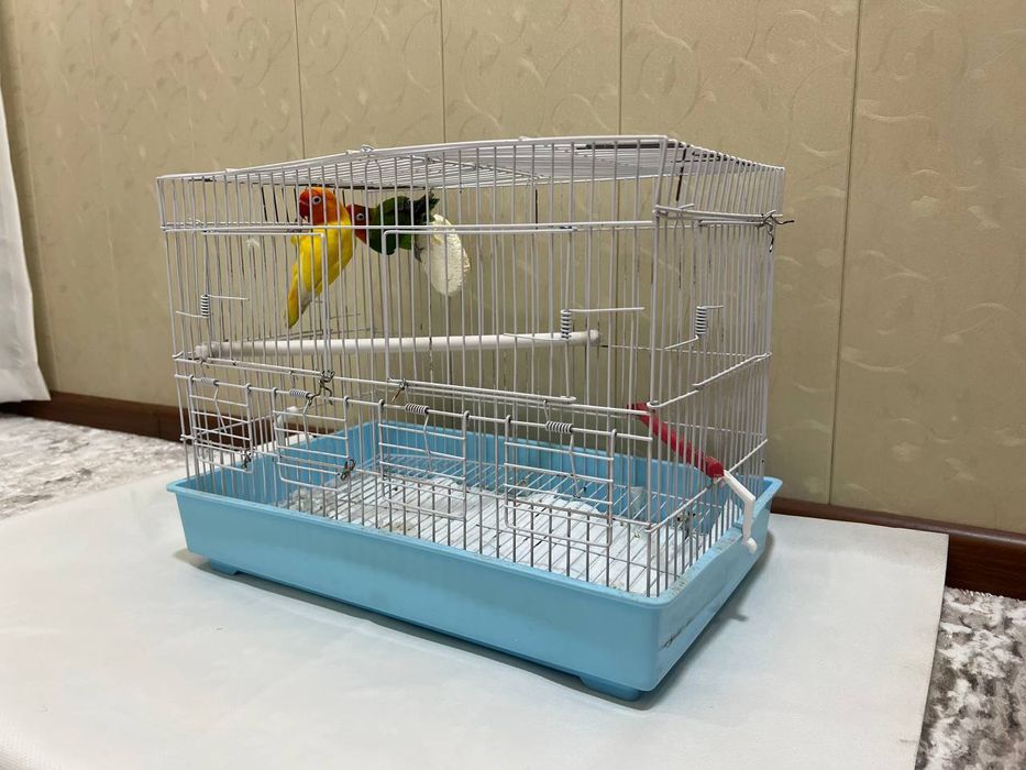 Papugay sotiladi srochno