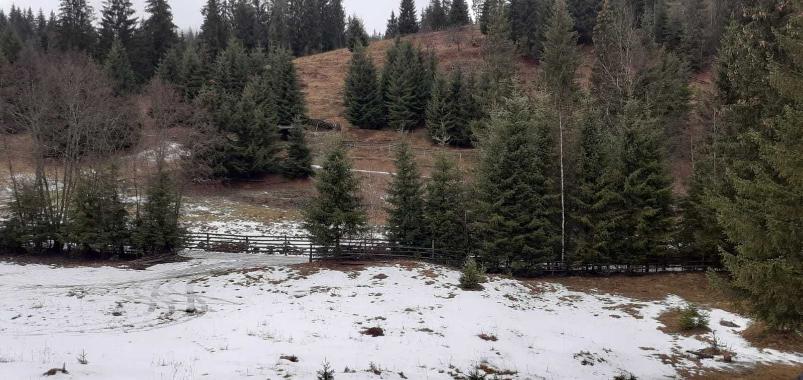 Teren de vanzare in Sărisor, com Șaru Dornei Jud. Suceava