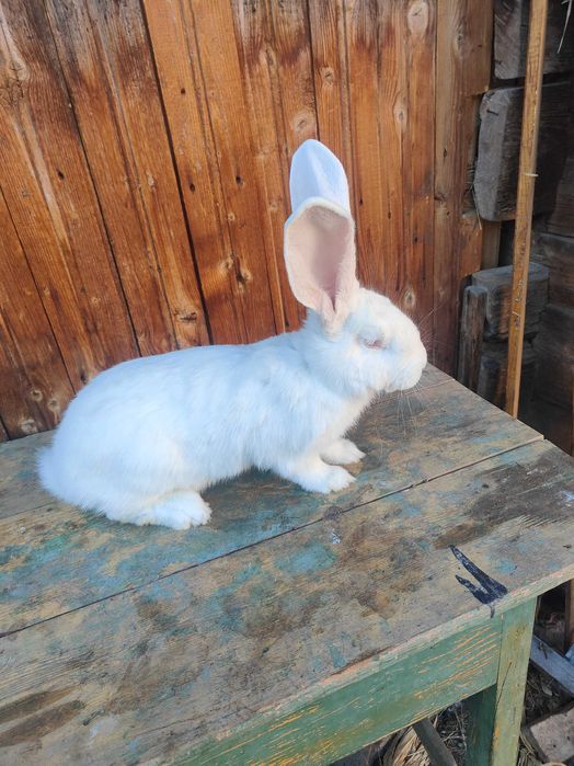 Vând uriaș german alb și grii