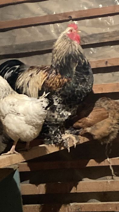 Петух молодой брама