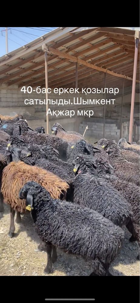 Қозы қлшқар 40 бас